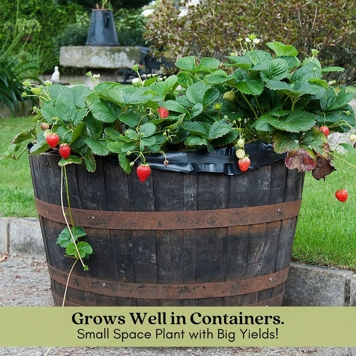 Super Sweet Everbearing Strawberry | Two Live Garden Plants | Non-GMO, Handles Heat Well