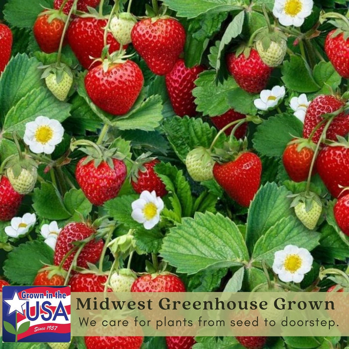 Super Sweet Everbearing Strawberry | Two Live Garden Plants | Non-GMO, Handles Heat Well