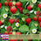 Everbearing Sweet Strawberry | Two Live Garden Plants | Non-GMO, Cold & Disease Tolerant