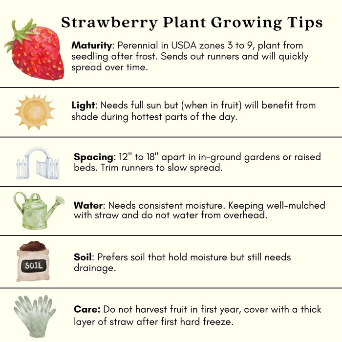 Everbearing Sweet Strawberry | Two Live Garden Plants | Non-GMO, Cold & Disease Tolerant
