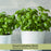 Sweet Basil | Two Live Herb Plants | Non GMO, Gardener Favorite, Harvest All Season