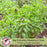 Thai Basil | Two Live Herb Plants | Non-GMO, Spicy Flavor and Bold Scent