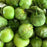Fresh tomatillos in their husks