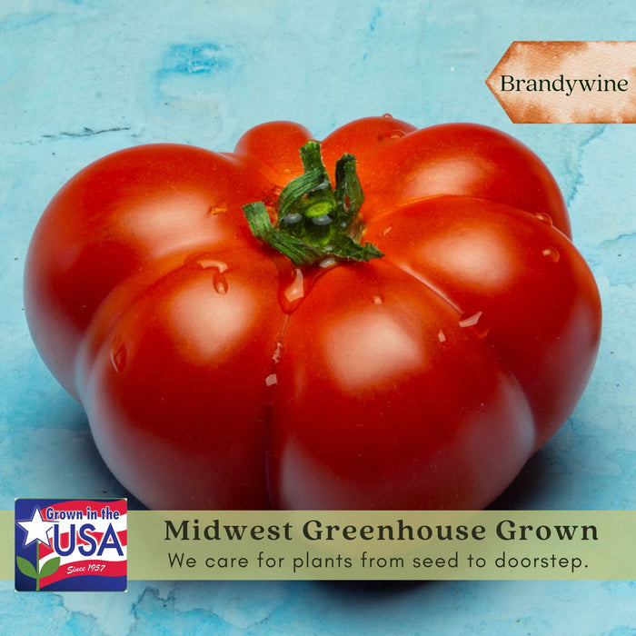 Brandywine Red Tomato Plants | Two Live Garden Plants | Non-GMO, Indeterminate, Heirloom