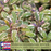 Tricolor Sage Herb Plants | Two Live Garden Plants | Non-GMO, Aromatic Herb, Interesting Color & Texture