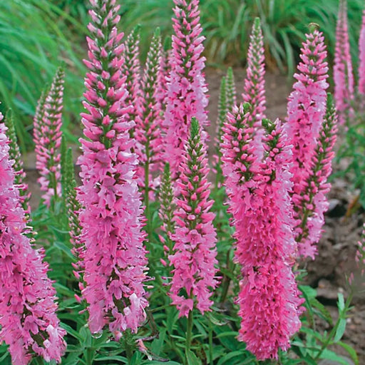 Veronica “Giles Van Hees” (Speedwell) | Two Live Perennial Plants | Non-GMO, Blooms All Summer, Hummingbird Favorite, Tolerates Dry or Salty Soil