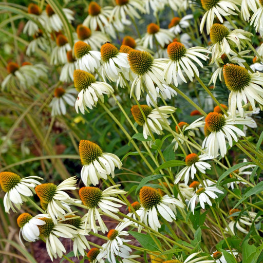 White Coneflower (Echinacea Primadonna White) Plants | Two Live Plants | Hardy Flowering Perennial