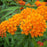 Butterfly Milkweed (Asclepias tuberosa) orange blooms — monarch host plant