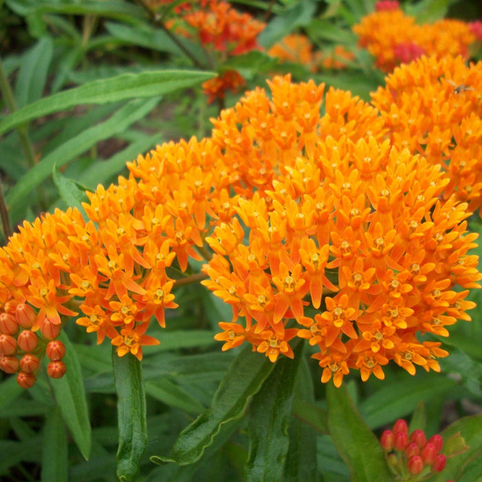 Butterfly Milkweed (Asclepias tuberosa) orange blooms — monarch host plant