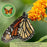 Pollinator Garden Collection — 9 Native Perennials for Bees, Butterflies & Monarchs