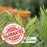 Pollinator Garden Collection — 9 Native Perennials for Bees, Butterflies & Monarchs