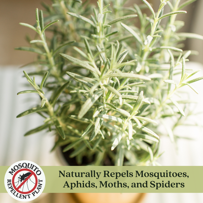 Barbeque Rosemary | Two Live Herb Plants | Non-GMO, Strong Stems, Dries Well