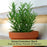 Barbeque Rosemary | Two Live Herb Plants | Non-GMO, Strong Stems, Dries Well