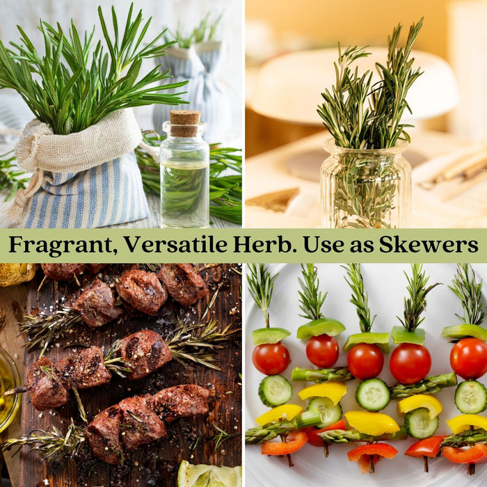 Barbeque Rosemary | Two Live Herb Plants | Non-GMO, Strong Stems, Dries Well