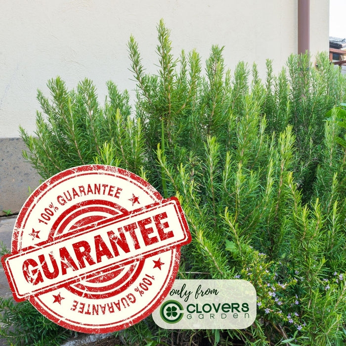 Barbeque Rosemary | Two Live Herb Plants | Non-GMO, Strong Stems, Dries Well