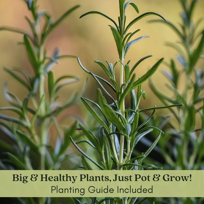 Barbeque Rosemary | Two Live Herb Plants | Non-GMO, Strong Stems, Dries Well