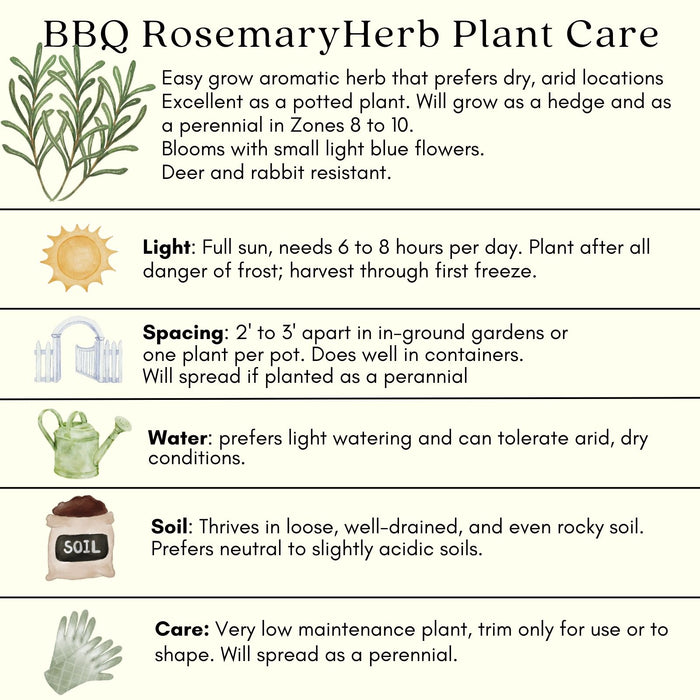 Barbeque Rosemary | Two Live Herb Plants | Non-GMO, Strong Stems, Dries Well