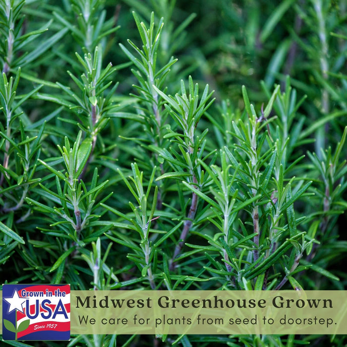 Barbeque Rosemary | Two Live Herb Plants | Non-GMO, Strong Stems, Dries Well