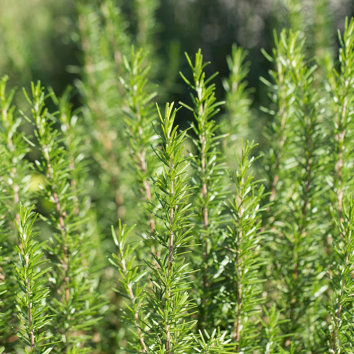 Barbeque Rosemary | Two Live Herb Plants | Non-GMO, Strong Stems, Dries Well