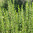 Barbeque Rosemary plants