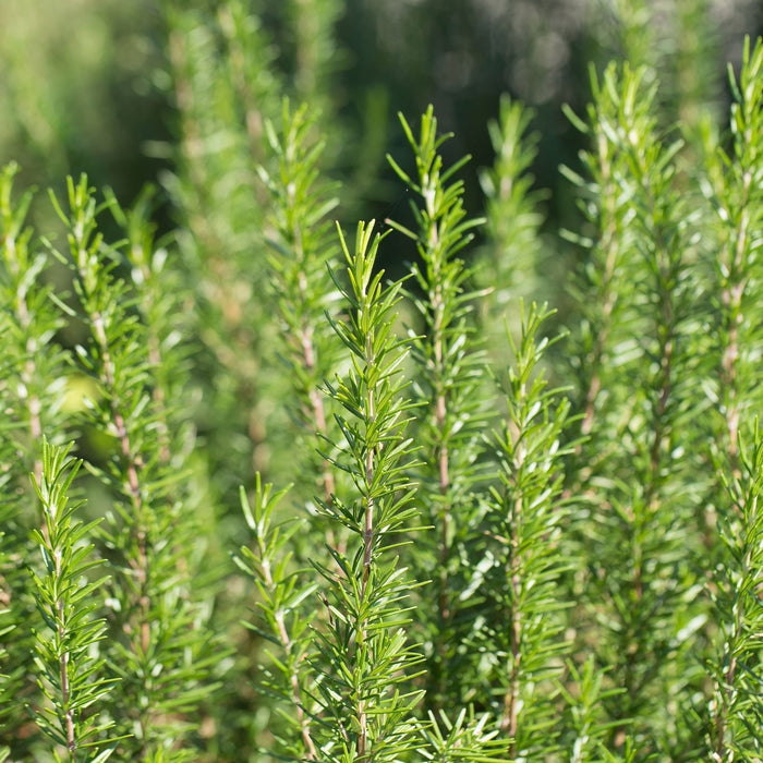 Barbeque Rosemary plants