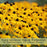 Pollinator Garden Collection — 9 Native Perennials for Bees, Butterflies & Monarchs