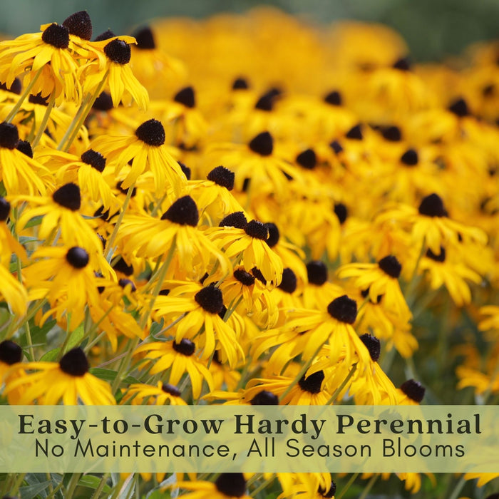 Pollinator Garden Collection — 9 Native Perennials for Bees, Butterflies & Monarchs