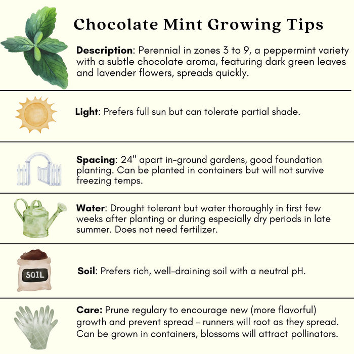 Chocolate Mint | Two Live Herb Plants | Non-GMO, Pollinator Favorite