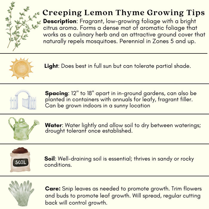 Creeping Lemon Thyme Plants | Two Live Plants | Non-GMO | Lemon-Scented Ground Cover, Natural Mosquito Deterrent, Edible Herb