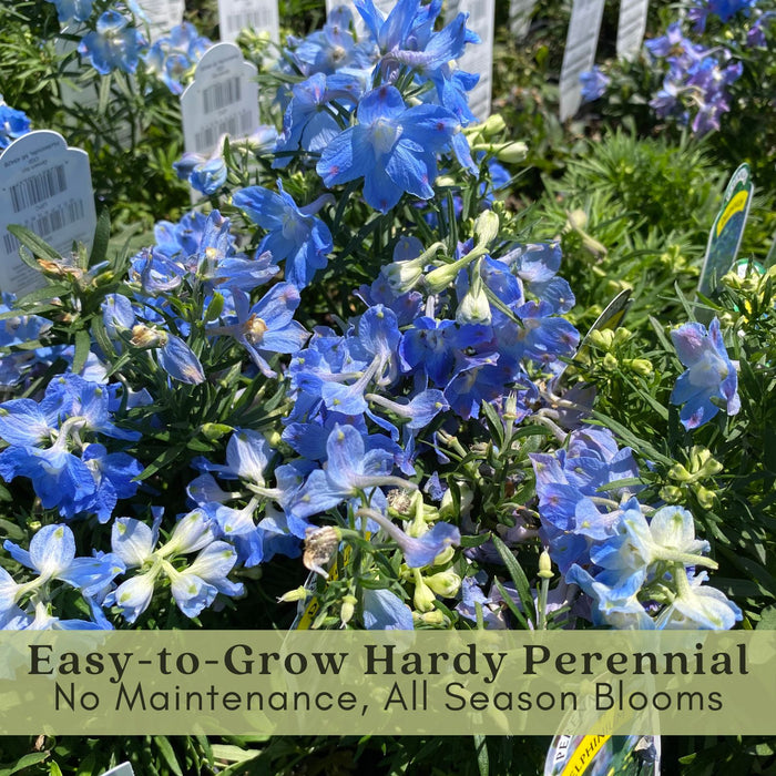 Delphinium Summer Blues (Larkspur) | Two Live Perennial Plants | Non-GMO, Dwarf Variety