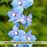 Delphinium Summer Blues (Larkspur) | Two Live Perennial Plants | Non-GMO, Dwarf Variety