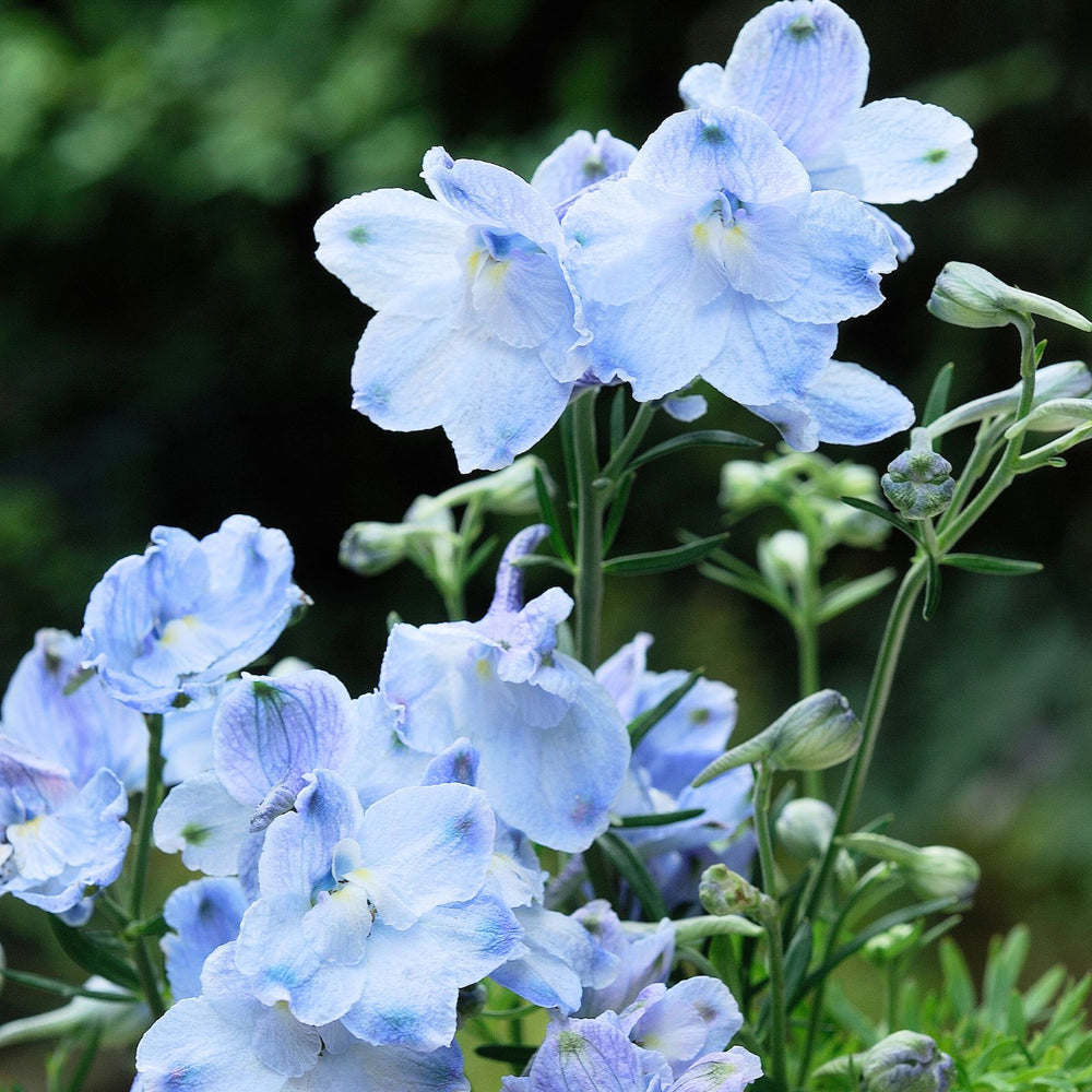 Delphinium Summer Blues (Larkspur) | Two Live Perennial Plants | Non-GMO, Dwarf Variety