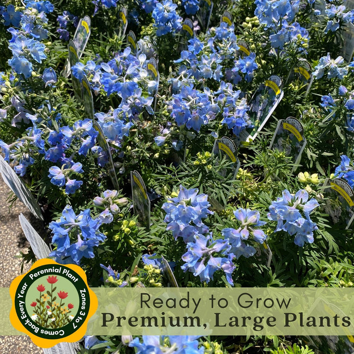 Delphinium Summer Blues (Larkspur) | Two Live Perennial Plants | Non-GMO, Dwarf Variety