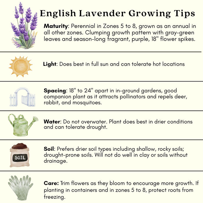 Lavender & Rosemary Cottage Garden — 6 Fragrant Mediterranean Herbs