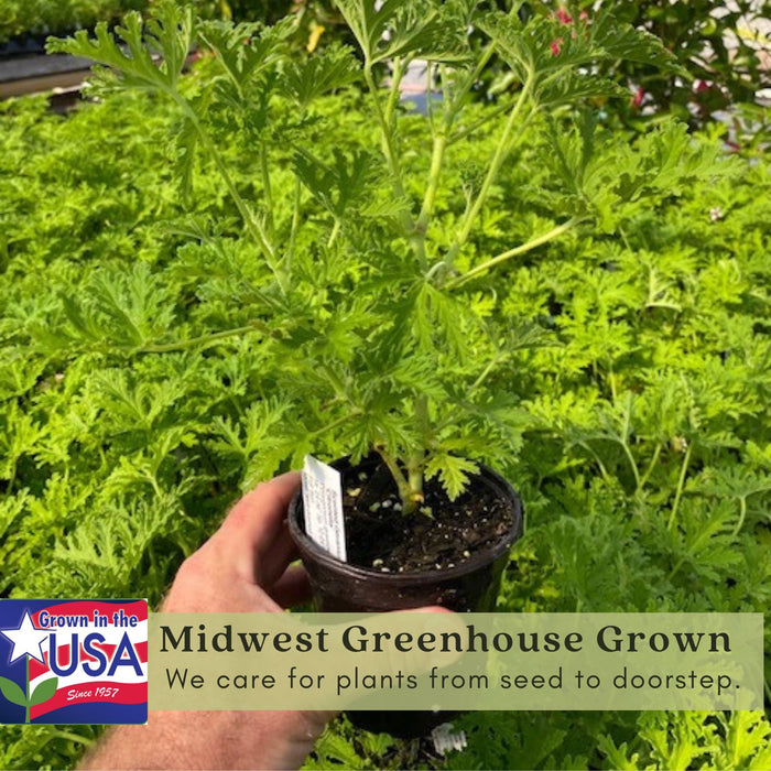 Mosquito Defense Duo — 4 Live Citronella & Lemongrass Plants