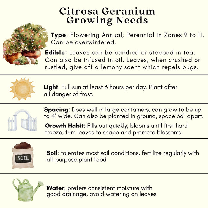 Mosquito Defense Duo — 4 Live Citronella & Lemongrass Plants