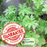 Mosquito Defense Duo — 4 Live Citronella & Lemongrass Plants