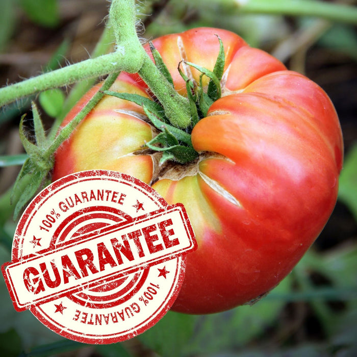 Gourmet Heirloom Tomato Collection | Six Live Plants | Non-GMO | 2 Cherokee Purple, 2 Big Rainbow & 2 Brandywine Pink Tomatoes