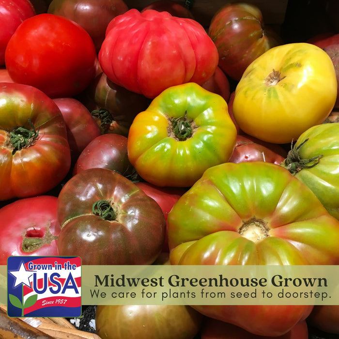 Gourmet Heirloom Tomato Collection | Six Live Plants | Non-GMO | 2 Cherokee Purple, 2 Big Rainbow & 2 Brandywine Pink Tomatoes