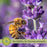 Lavender & Rosemary Cottage Garden — 6 Fragrant Mediterranean Herbs