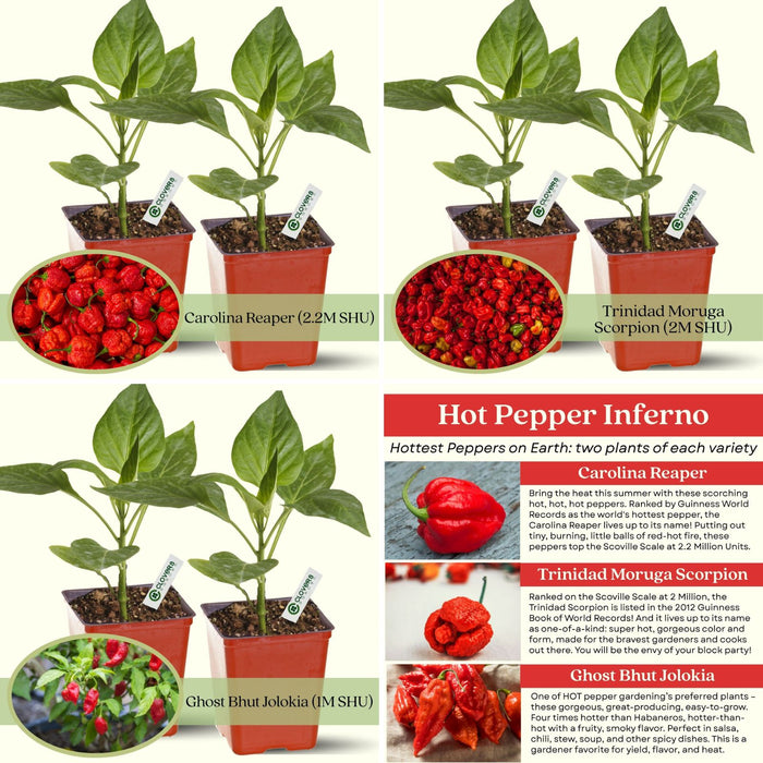 Hot Pepper Inferno — 6 Live Plants: Carolina Reaper, Trinidad Scorpion & Ghost Pepper