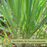 Mosquito Defense Duo — 4 Live Citronella & Lemongrass Plants