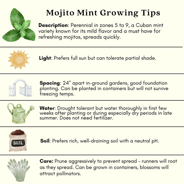 Mint care tips (mint plant, your mint, container plants, direct sunlight, plant begins) Mint care tips