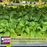 Hot Pepper Inferno — 6 Live Plants: Carolina Reaper, Trinidad Scorpion & Ghost Pepper