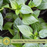 Hot Pepper Inferno — 6 Live Plants: Carolina Reaper, Trinidad Scorpion & Ghost Pepper
