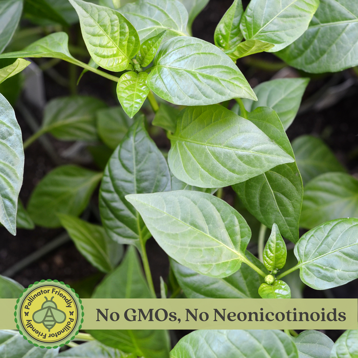 Hot Pepper Inferno — 6 Live Plants: Carolina Reaper, Trinidad Scorpion & Ghost Pepper