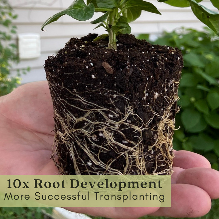 Hot Pepper Inferno — 6 Live Plants: Carolina Reaper, Trinidad Scorpion & Ghost Pepper
