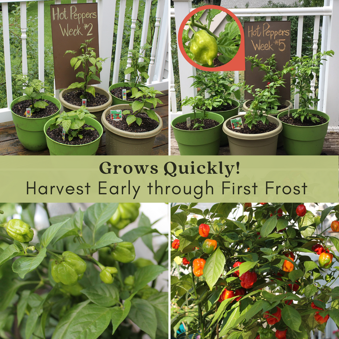 Hot Pepper Inferno — 6 Live Plants: Carolina Reaper, Trinidad Scorpion & Ghost Pepper
