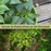 Hot Pepper Inferno — 6 Live Plants: Carolina Reaper, Trinidad Scorpion & Ghost Pepper