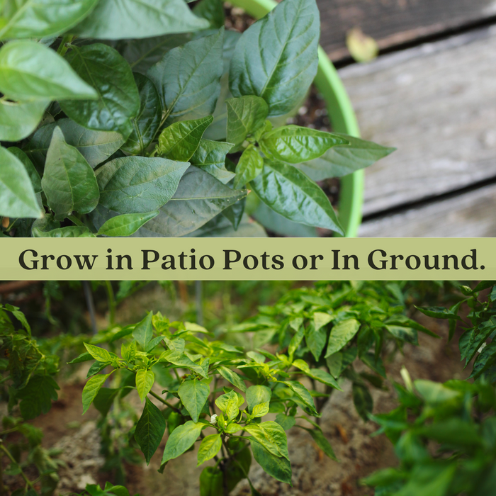Hot Pepper Inferno — 6 Live Plants: Carolina Reaper, Trinidad Scorpion & Ghost Pepper